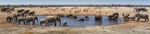Crowded Waterhole - Etosha