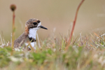 Two-banded Plover head above grass, Carcass Island, Falklands