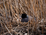Coot