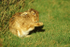 Brown Hare (1)