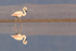 Chilean Flamingo reflection, Laguna Chaxas, Chile