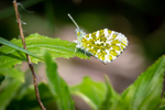 Orange tip butterfly Anthocharis cardamines-7941