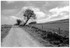 Towards Longedge Plantation