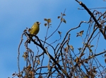 Greenfinch