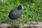Coot