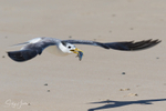 Flying 3