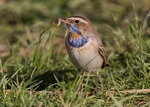 Bluethroat 2