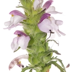 Bellardia (Bellardia trixago