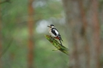 Great Spotted Woodpecker
