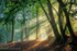 Sunlight In Pookchurch Wood
