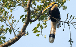 Great Hornbill