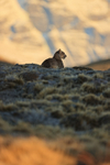 Puma Petaca resting while watching, Torres del Paine, Chile