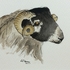 Blackface sheep