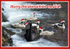 XM03  Black Swan Family ready for Christmas