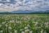 Dandelion Meadows