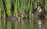 Great Crested Grebe - ...