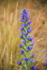 FLOWER KAIKURA