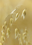 Wild Oats