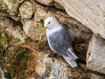 Kittiwake