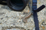 Common Wall Lizard