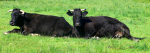 Two Welsh Black cattle