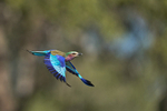 Lilac Breasted Roller in flight