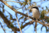Loggerhead Shrike perched in tree, Fort De Soto Park, Florida