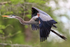 Great Blue Heron close flypast, Blue Cypress Lake, Florida