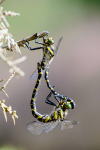 Mating Golden-Ringed dragonflys