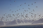 Billefjorden 6753