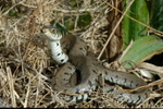 Grassnake Forked Tongue 