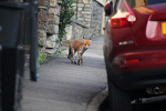 Urban fox, Vulpes vulpes Bristol.