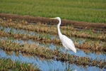 Great White Egret
