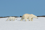 Mother and cub mimic
