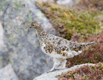 Ptarmigan (F) - Lagopus muta