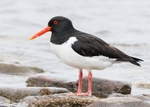 Oystercatcher