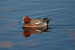 Wigeon