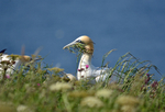 Gannet