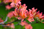 Pink Rhododendron - DSC_7214_00035