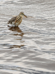 Javan Pond Heron portfolio