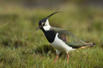 LAPWING