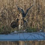 Bittern confrontation at Otmoor