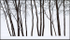 FEBRUARY TREES #2 - NORFOLK COUNTY