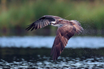 Osprey (Red 8T) in flight with transmitter showing on its back