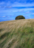 Dorset-8