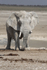 Old Man of Etosha