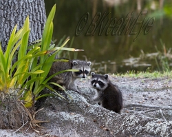 AnimalsCreatures 125