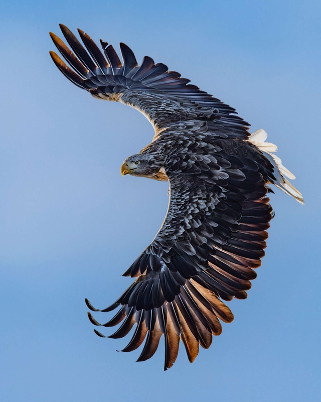 White Tailed Eagle - Isle of Mull - Scotland