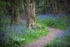Path Through the Bluebells