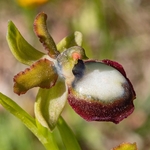 Gargano Ophrys (Ophrys sphegodes ssp.  ssp passionis.. also O. garganica, O. passionis). f. planimaculata